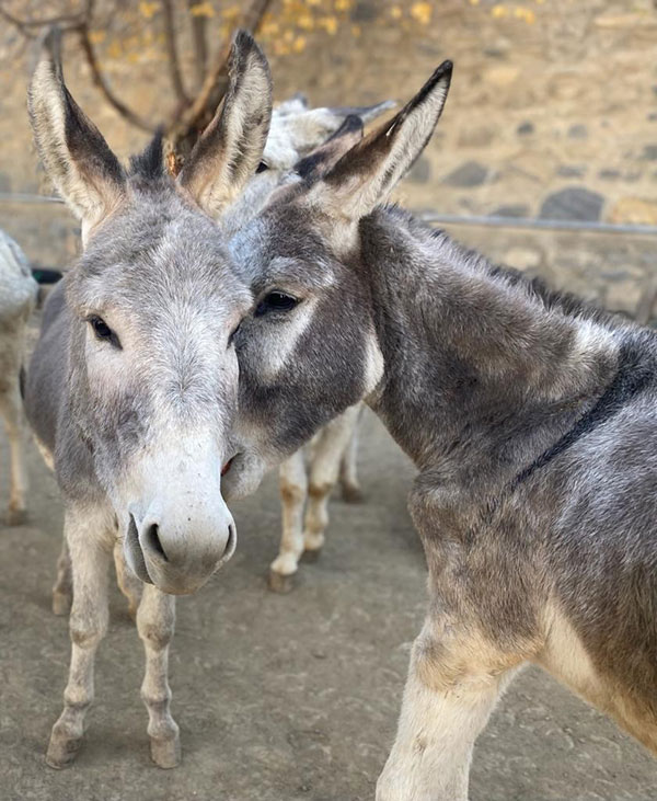 Nowzad donkey sanctuary, Afghanistan